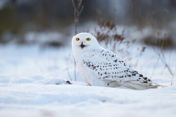 Snowy owl ( bubo scandiacus ) close up