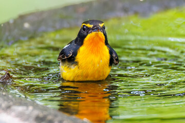 泉で水浴びをする可愛いキビタキ（ヒタキ科）
英名学名：Narcissus Flycatcher (Ficedula narcissina) (family comprising the flycatchers)
秦野駅近くにある弘法山公園は、浅間山、権現山、弘法山を含む神奈川県立の自然公園。
山頂には野鳥の観察施設「バードサンクチュアリ」がある
神奈川県秦野市- 2025年
