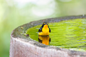 泉で水浴びをする可愛いキビタキ（ヒタキ科）
英名学名：Narcissus Flycatcher (Ficedula narcissina) (family comprising the flycatchers)
秦野駅近くにある弘法山公園は、浅間山、権現山、弘法山を含む神奈川県立の自然公園。
山頂には野鳥の観察施設「バードサンクチュアリ」がある
神奈川県秦野市- 2025年
