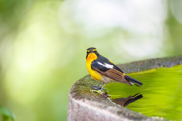 泉で水浴びをする可愛いキビタキ（ヒタキ科）
英名学名：Narcissus Flycatcher...