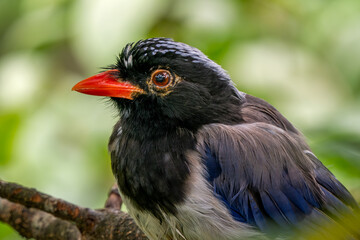 Red-billed Blue Magpie - Urocissa erythroryncha, beautiful colored bird native to forests fo Southeast Asia, Vietnam.