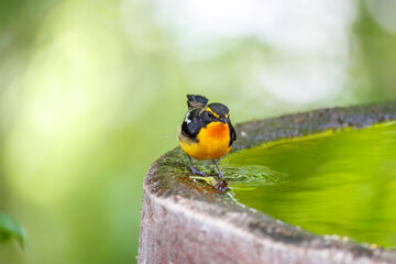 泉で水浴びをする可愛いキビタキ（ヒタキ科）
英名学名：Narcissus Flycatcher...