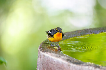 泉で水浴びをする可愛いキビタキ（ヒタキ科）
英名学名：Narcissus Flycatcher (Ficedula narcissina) (family comprising the flycatchers)
秦野駅近くにある弘法山公園は、浅間山、権現山、弘法山を含む神奈川県立の自然公園。
山頂には野鳥の観察施設「バードサンクチュアリ」がある
神奈川県秦野市- 2025年
