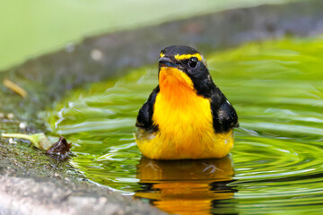 泉で水浴びをする可愛いキビタキ（ヒタキ科）
英名学名：Narcissus Flycatcher...