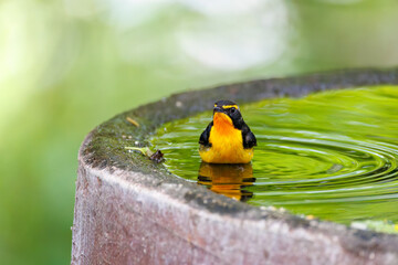 泉で水浴びをする可愛いキビタキ（ヒタキ科）
英名学名：Narcissus Flycatcher (Ficedula narcissina) (family comprising the flycatchers)
秦野駅近くにある弘法山公園は、浅間山、権現山、弘法山を含む神奈川県立の自然公園。
山頂には野鳥の観察施設「バードサンクチュアリ」がある
神奈川県秦野市- 2025年
