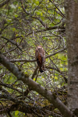 Cuculus canorus cuckoo in a tree in May