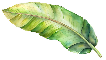 Fototapeta premium Watercolour Banana Leaf Illustration on transparent background