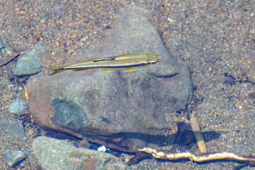 清流を泳ぐカワムツ（コイ科）。
英名学名：River chub, Nipponocypris temminckii...