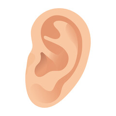 Human Auricle. Detailed Vector Illustration Showcasing the Structure and Features of the Human Auricle for Educational Purposes