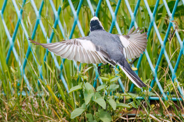 可愛いハクセキレイ（セキレイ科）
英名学名：Pied Wagtail (Motacilla alba,...