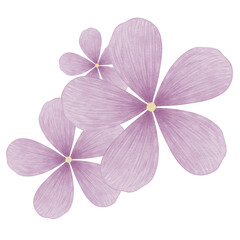 Fototapeta premium Flowers isolated on white