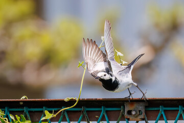 可愛いハクセキレイ（セキレイ科）
英名学名：Pied Wagtail (Motacilla alba,...