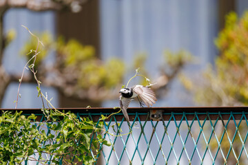 可愛いハクセキレイ（セキレイ科）
英名学名：Pied Wagtail (Motacilla alba,...