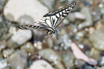 美しいアゲハチョウ
英名学名：Asian Swallowtail butterfly (Papilionidae)...