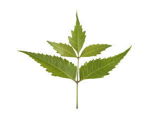 Fresh green neem leaves isolated on transparent background