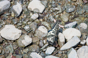 美しいアゲハチョウ
英名学名：Asian Swallowtail butterfly (Papilionidae)...