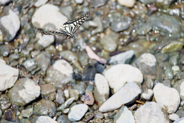 美しいアゲハチョウ
英名学名：Asian Swallowtail butterfly (Papilionidae)...