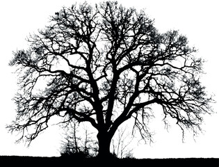 Vector oak tree in silhouette style, minimalist and bold.