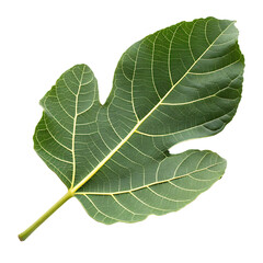 Fig leaf isolated on a transparent background