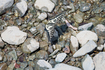 美しいアゲハチョウ
英名学名：Asian Swallowtail butterfly (Papilionidae)...