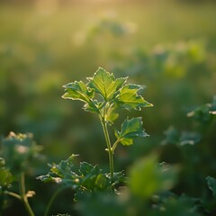 The image features a close-up of a small green plant with vibrant, shiny leaves, set against a blurred backdrop of greenery, highlighting the plant's delicate structure in the foreground.