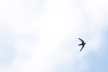 飛翔するヒメアマツバメ（アマツバメ科）
英名学名： House Swift, Apus...