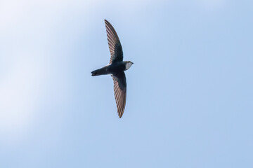 飛翔するヒメアマツバメ（アマツバメ科）
英名学名： House Swift, Apus nipalensis, 
秦野駅前を流れる水無川。
河川敷は遊歩道になっている。
橋の上には素敵な時計台もある。
神奈川県秦野市- 2025年
