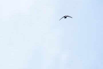 飛翔するヒメアマツバメ（アマツバメ科）
英名学名： House Swift, Apus...