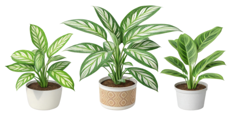 Lush aglaonema plants with striking stripes add vibrant touch to any space, making them perfect houseplants for indoor decor