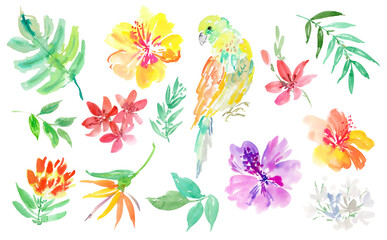 PNG clipart set of abstract watercolor hibiscus flowers, tropical plants, monstera leaves, and parrots. Hand-painted tropical botanical illustrations with exotic plants and birds.