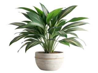 Beautiful aspidistra houseplant thrives in stylish pot, adding touch of elegance to any indoor space with its lush green leaves