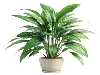 Beautiful aspidistra houseplant with lush green leaves adds touch of elegance to any indoor space creating serene atmosphere