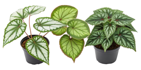 Beautiful begonia plants including bd rex varieties make stunning houseplants that enhance any indoor space with their vibrant foliage