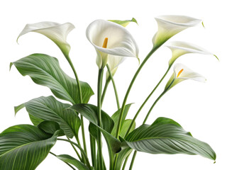 Obraz premium Beautiful calla lily houseplant with elegant white blooms and lush green leaves adds touch of sophistication to any indoor space