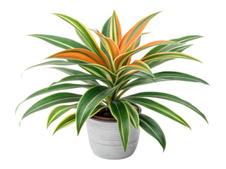 Vibrant houseplant featuring chlorophytum and orchidastrum with striking green and orange leaves adds lively touch to any space