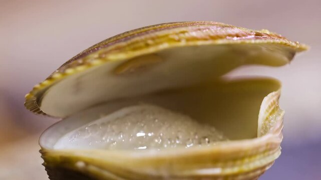 Close up of open brown clam shell showing the ribbed outer surface and moist interior in soft focus macro shot