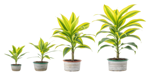 Dracaena fragrans in vibrant lemon and lime hues makes stunning houseplant choice for any indoor space, enhancing your decor beautifully