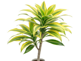 Vibrant dracaena fragrans with striking lemon and lime leaves makes excellent houseplant choice for brightening any indoor space