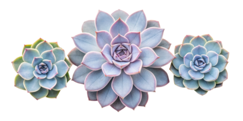 Echeveria Perle von Nurnberg is stunning houseplant that adds beauty and elegance to any space with its unique rosette shape and soft colors