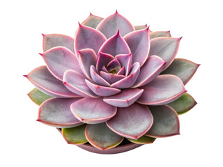 Echeveria Perle von Nurnberg is stunning houseplant with beautiful rosettes and vibrant colors that enhance any indoor space
