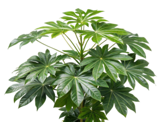 Fatsia japonica is stunning houseplant known for its large, glossy leaves that bring touch of nature indoors