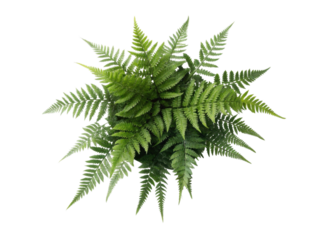 Lush green fern houseplant adds vibrant touch to any indoor space creating refreshing atmosphere