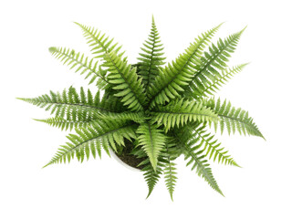 Lush fern houseplant with vibrant green leaves adds touch of nature to any indoor space creating refreshing atmosphere