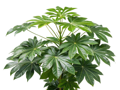 Fatsia japonica is stunning houseplant known for its large, glossy leaves that bring touch of nature indoors