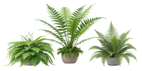Lush ferns create vibrant atmosphere as houseplants, enhancing any indoor space with their rich green foliage and natural beauty