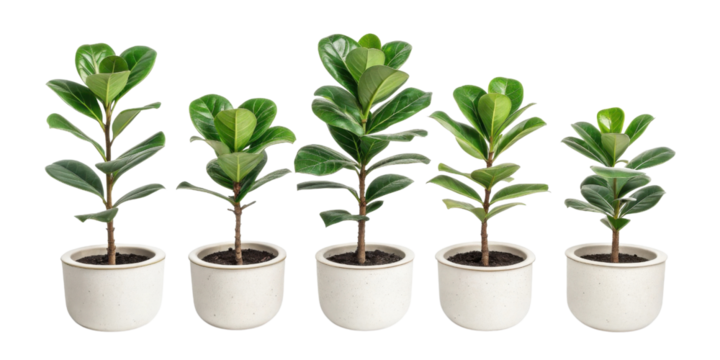 Ficus lyrata Bambino houseplants are perfect for adding touch of greenery to any space with their vibrant leaves and unique shapes