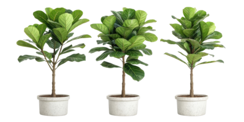 Ficus lyrata is popular houseplant known for its large, glossy leaves that bring vibrant touch to any indoor space