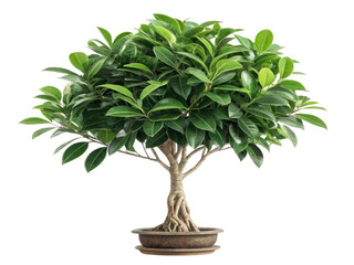Fototapeta premium Beautiful ficus tree in decorative pot adds touch of elegance to any space, making it perfect houseplant for indoor decor