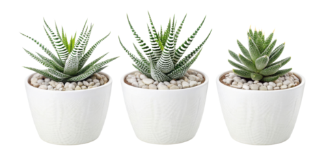 Haworthia fasciala alba is stunning houseplant that adds touch of elegance to any space with its unique patterns and vibrant green hues