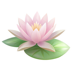 pink water lily isolated